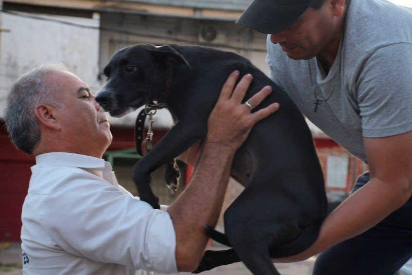 Rescataron a “Alita”, una perra víctima de abuso sexual