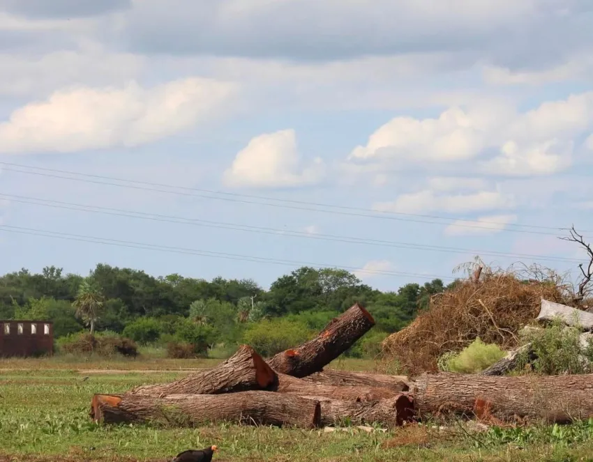 Denuncian daños ambientales en el humedal del Parque Caraguatá de Resistencia