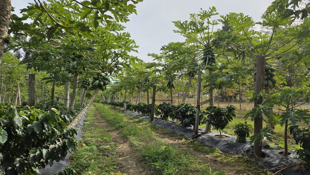 El desafío de producir café en Corrientes: un ensayo que podría cambiar el mapa productivo