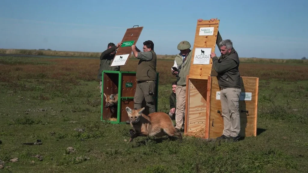 Liberaron en los Esteros del Iberá a dos jóvenes aguará guazú huérfanos rescatados cuando eran cachorros