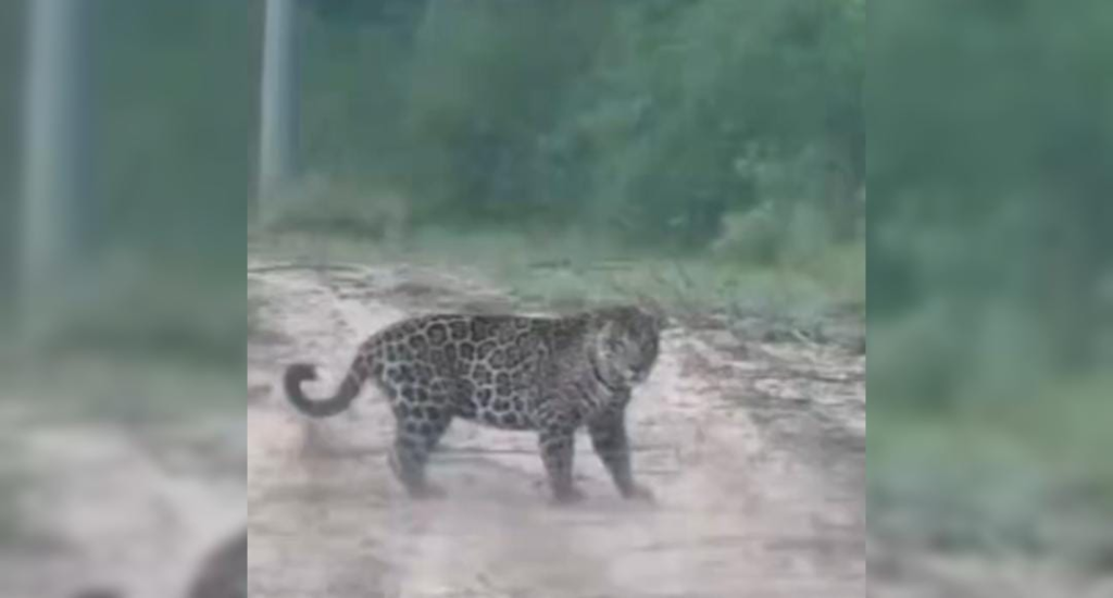 Sorpresa en Corrientes: apareció un yaguareté cerca de Loreto